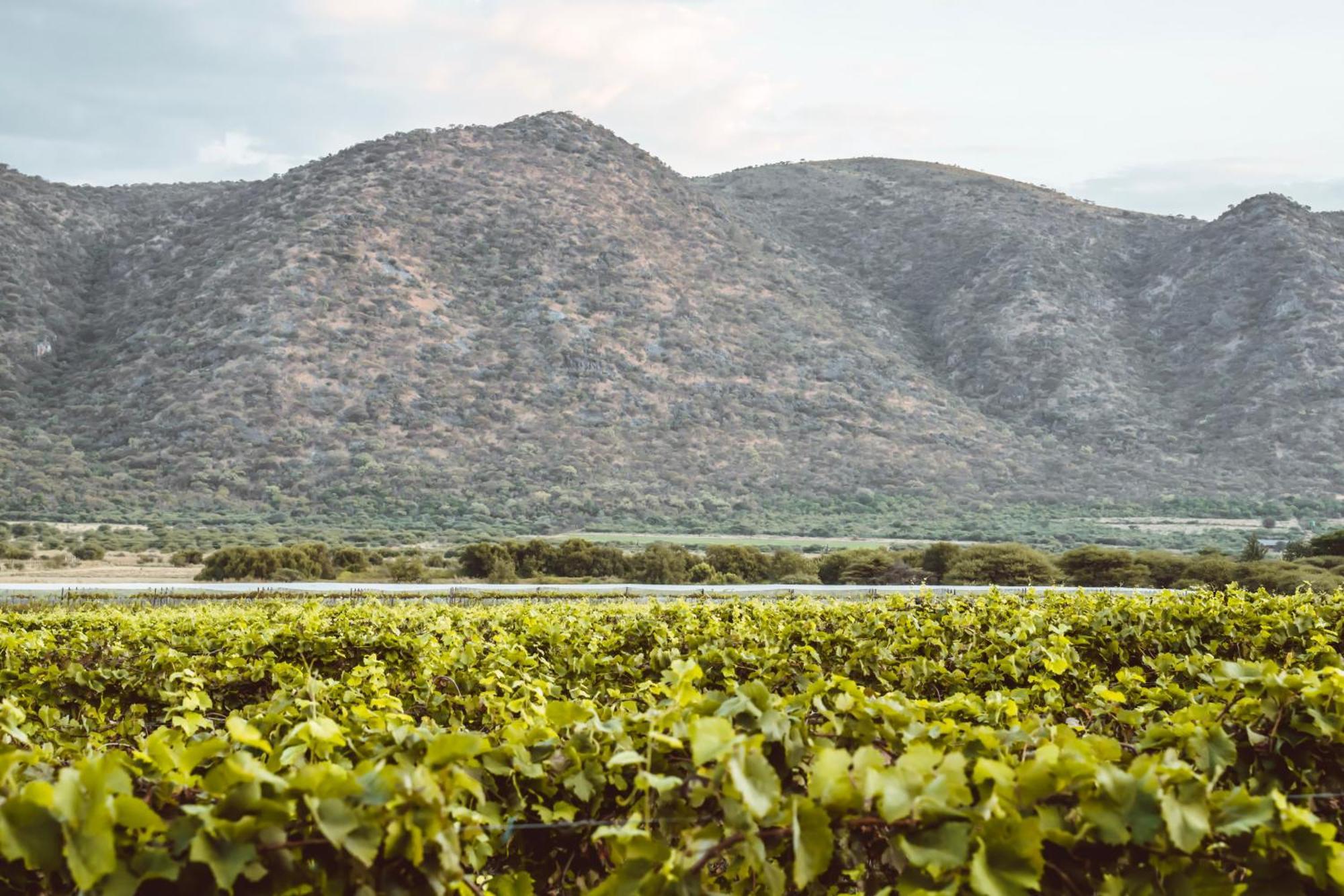 Otavi Vineyards Self-Catering & Camping Kültér fotó